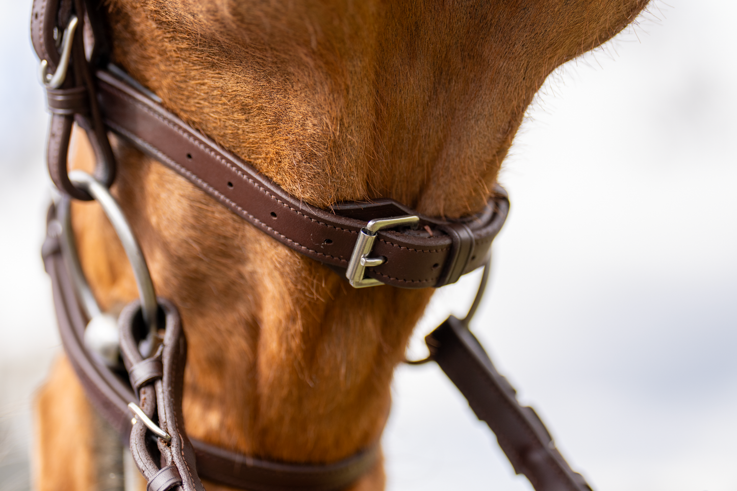 BRIDLE 1