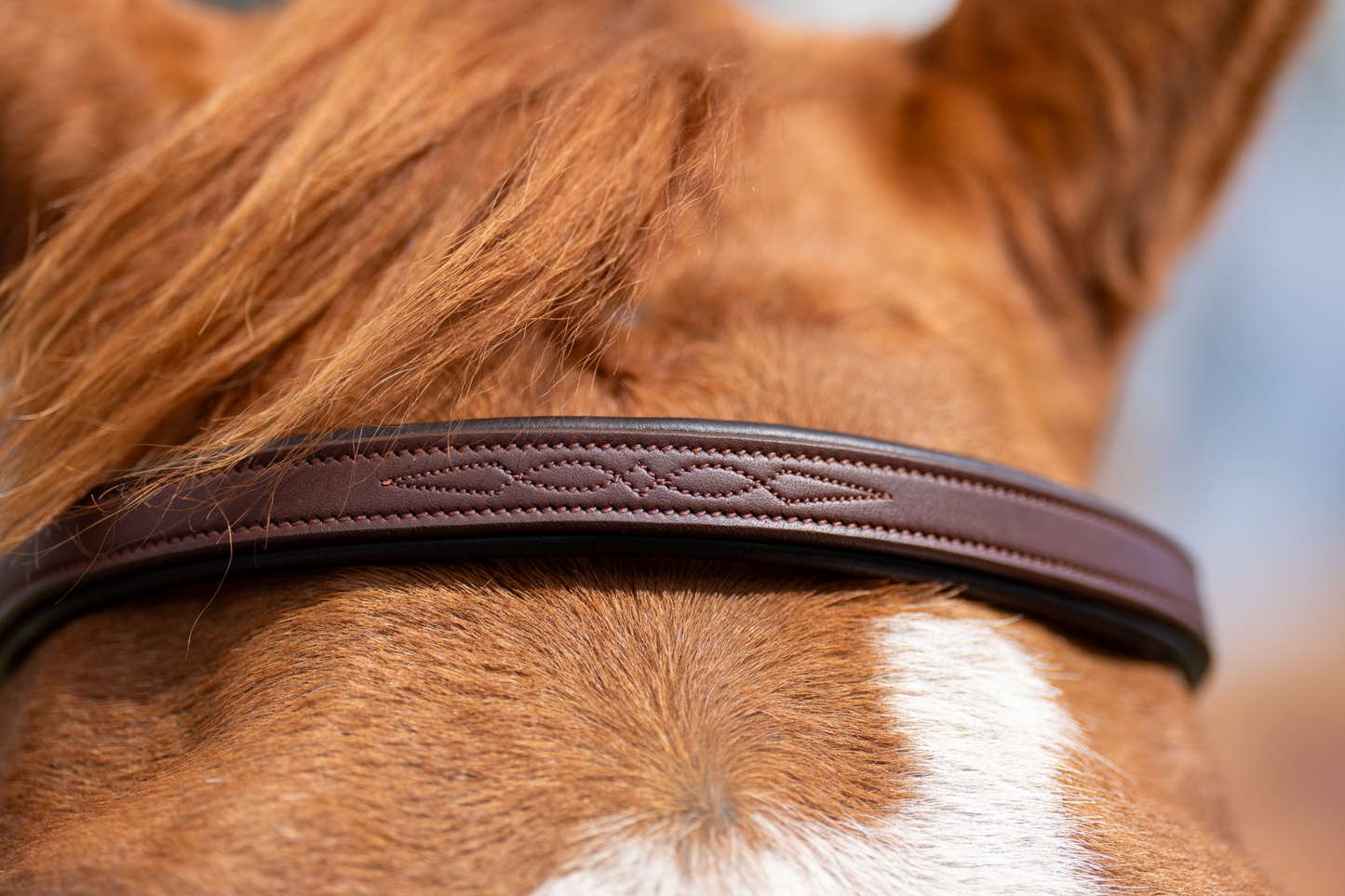 BRIDLE 1