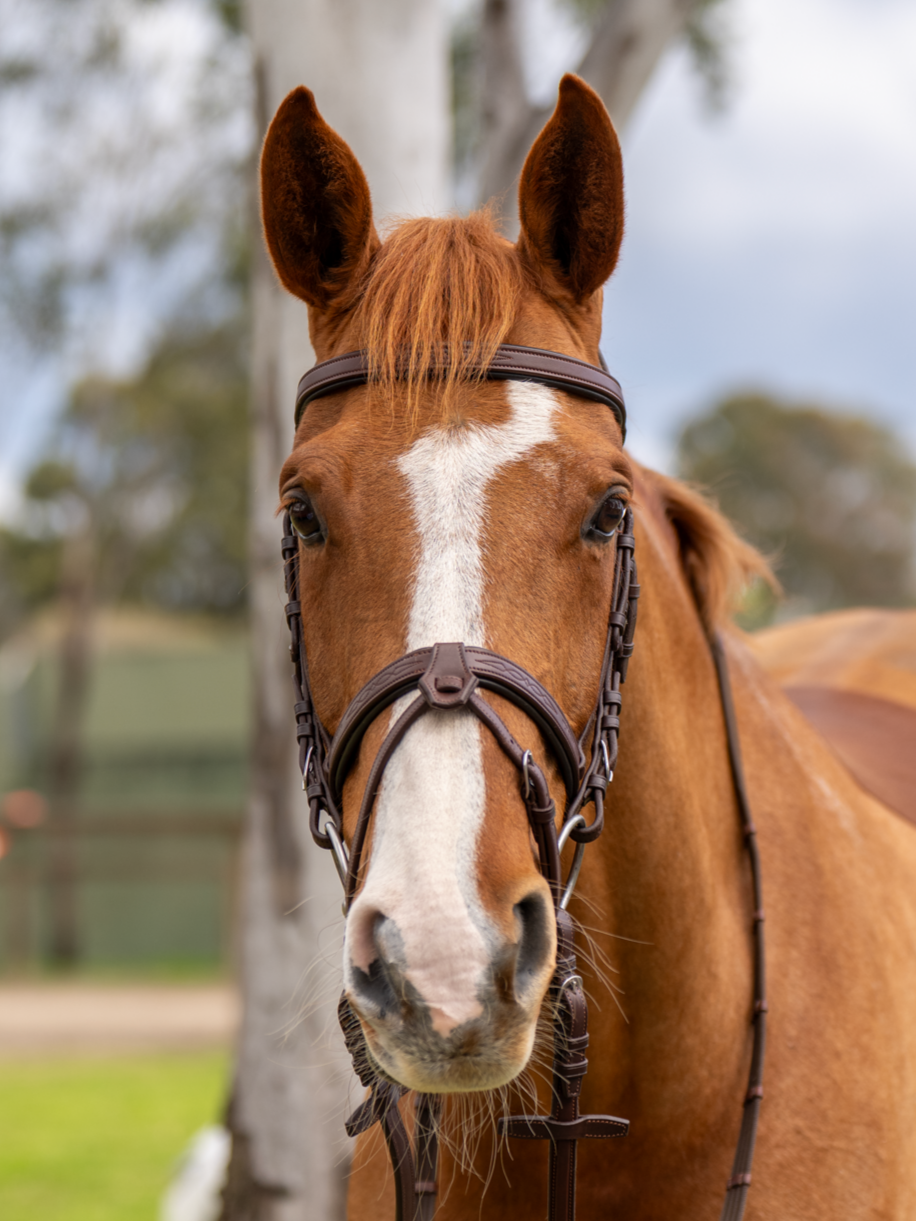 BRIDLE 1