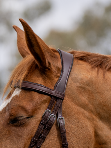 BRIDLE 1