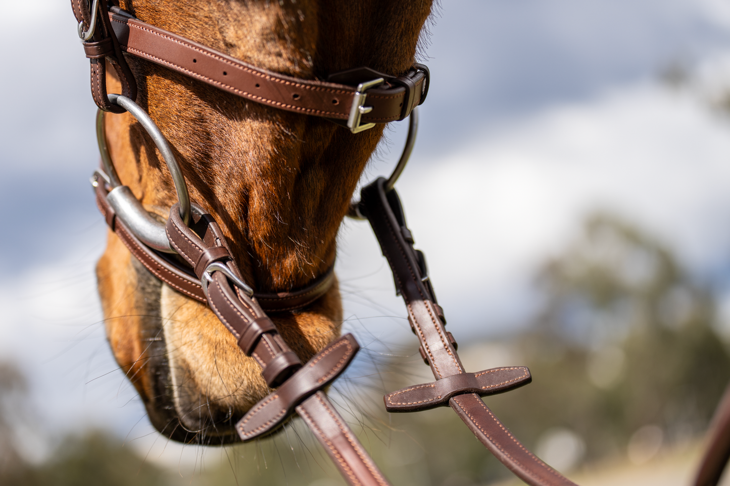 BRIDLE 2