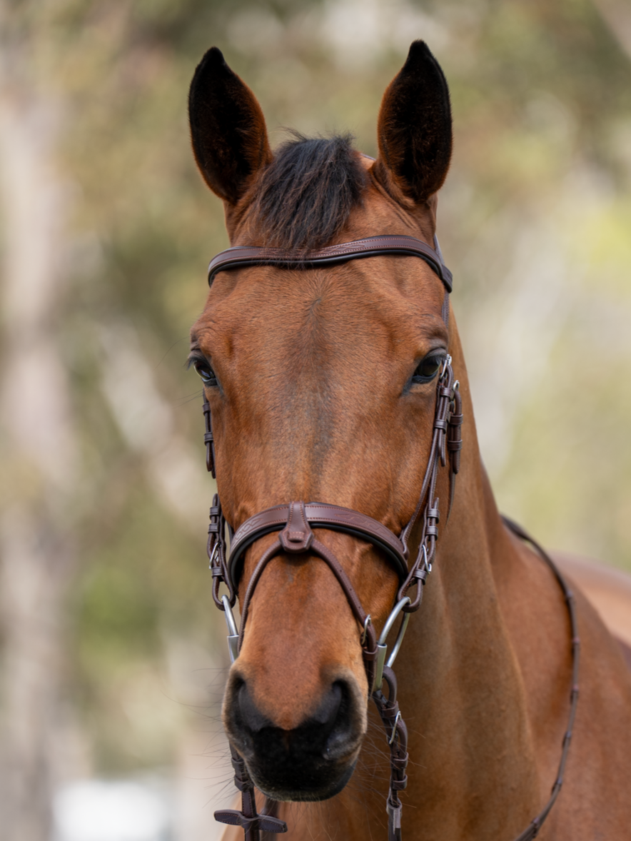 BRIDLE 2