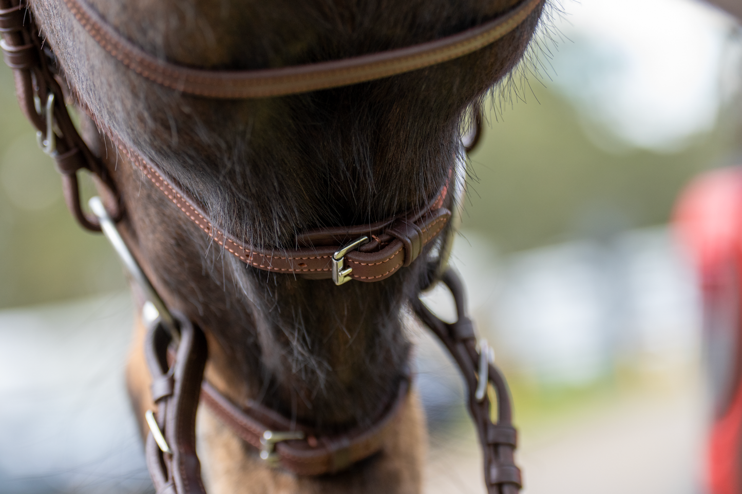 BRIDLE 3