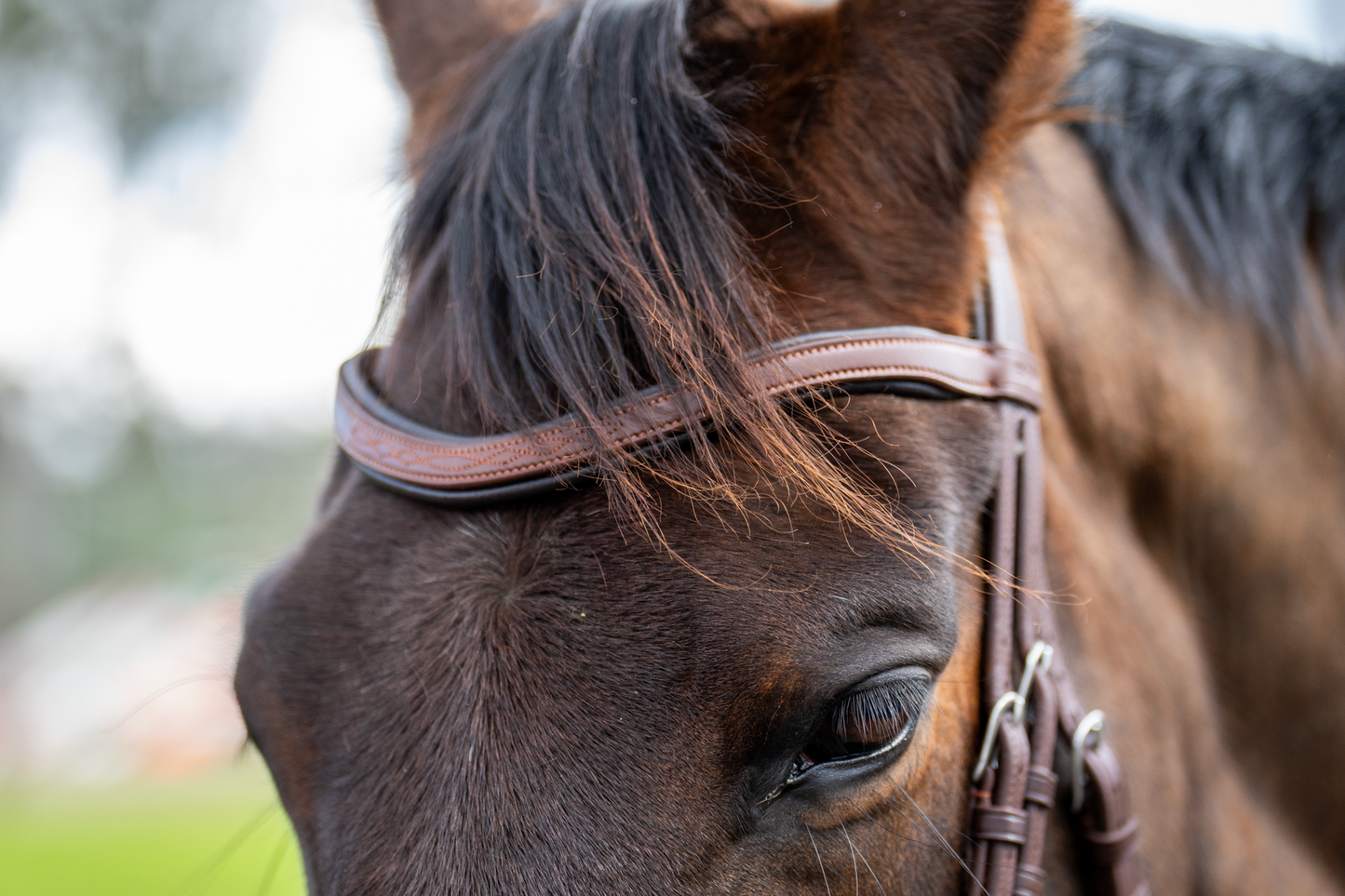 BRIDLE 3