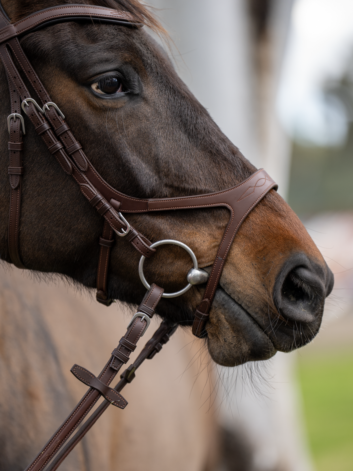 BRIDLE 3